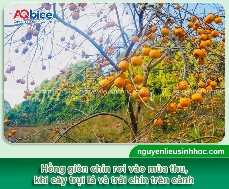 Trồng cây hồng giòn trong chậu và chăm cây cho trái to