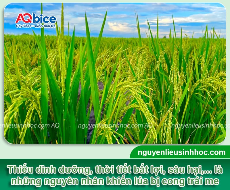 Lúa cong trái me: Cách chăm sóc cho năng suất bội thu 2 Lúa cong trái me: Cách chăm sóc cho năng suất bội thu