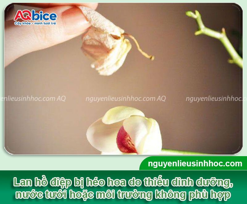 Lan hồ điệp bị héo hoa: Nguyên nhân, cách phục hồi hiệu quả 2 Lan hồ điệp bị héo hoa: Nguyên nhân, cách phục hồi hiệu quả