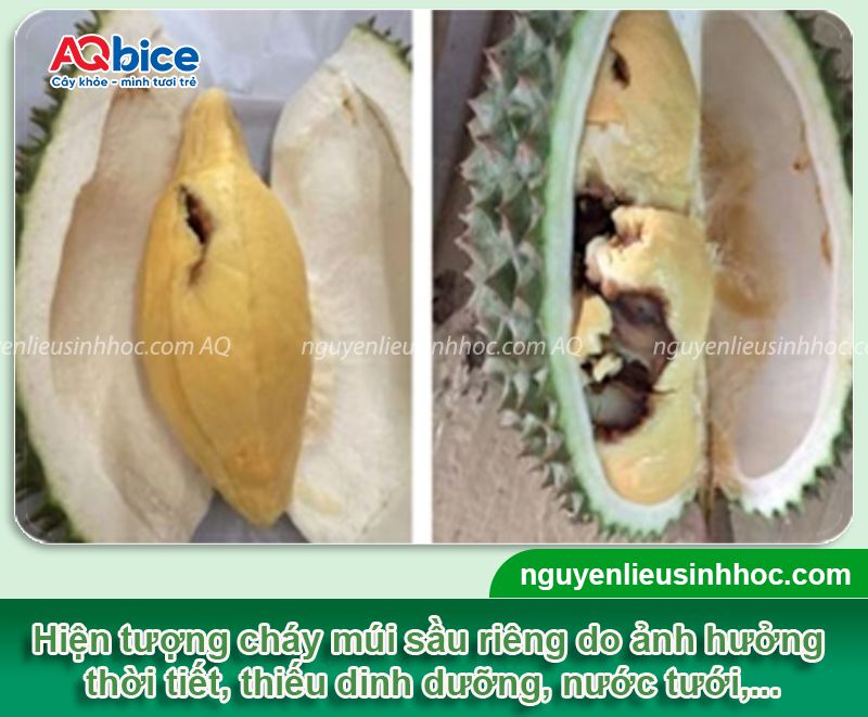 Sầu riêng bị cháy múi: Nguyên nhân và Cách khắc phục 2 Sầu riêng bị cháy múi: Nguyên nhân và cách khắc phục