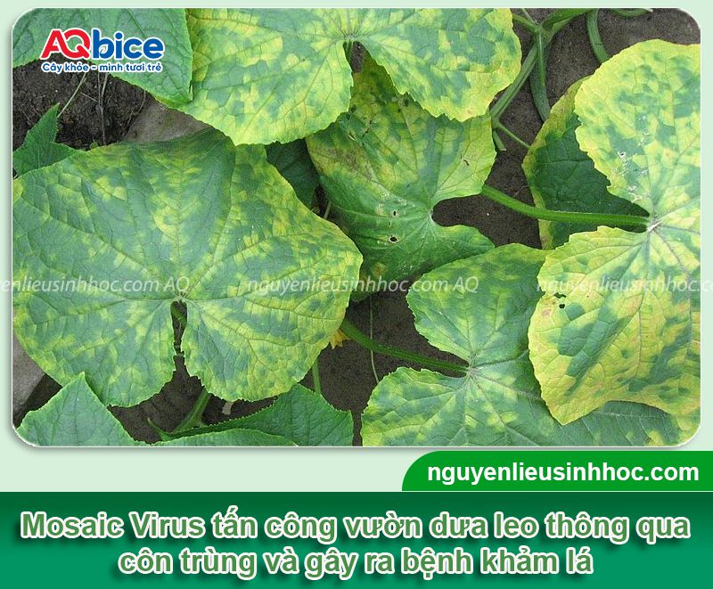 Bệnh khảm trên dưa leo: Nguyên nhân, biểu hiện ban đầu 2 Bệnh khảm trên dưa leo: Nguyên nhân, biểu hiện ban đầu