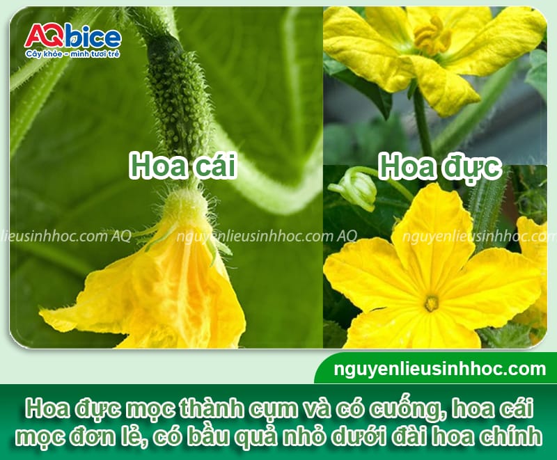 Hướng dẫn cách thụ phấn cho dưa leo giúp vườn đậu sai quả 2 Hướng dẫn cách thụ phấn cho dưa leo giúp vườn đậu sai quả