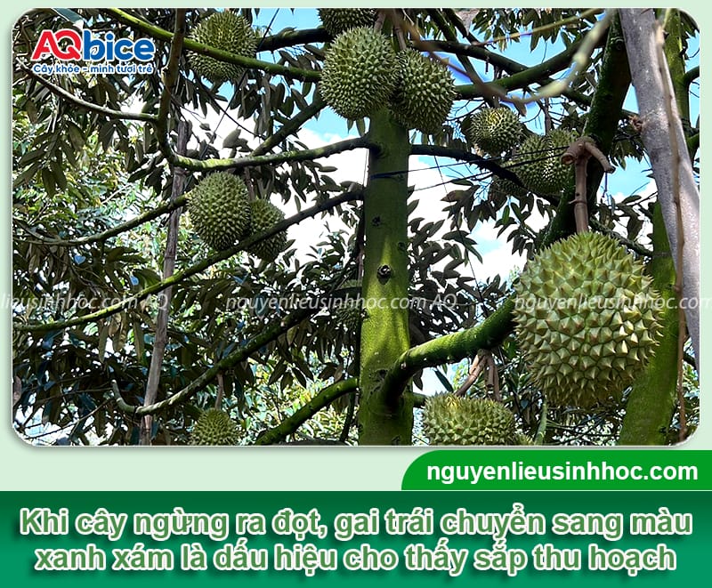 Hướng dẫn chăm sóc cây sầu riêng giai đoạn sắp thu hoạch 2 Hướng dẫn chăm sóc cây sầu riêng giai đoạn sắp thu hoạch