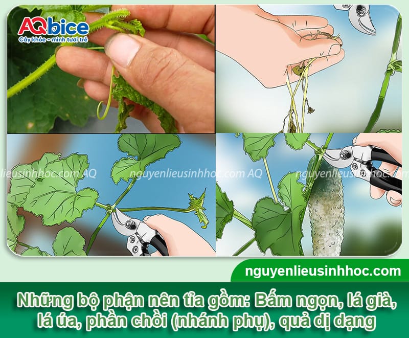 Hướng dẫn cách tỉa dưa leo đúng kỹ thuật, giúp trái ra nhiều 3 Hướng dẫn cách tỉa dưa leo đúng kỹ thuật, giúp trái ra nhiều