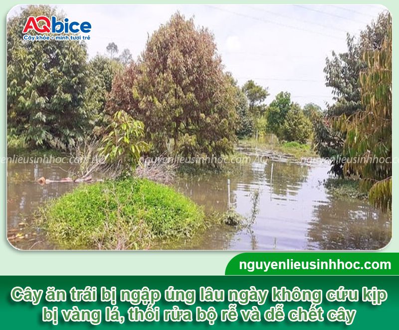Phục hồi và bảo vệ cây ăn trái bị úng nước trong mùa mưa lũ 2 Phục hồi và bảo vệ cây ăn trái bị úng nước trong mùa mưa lũ