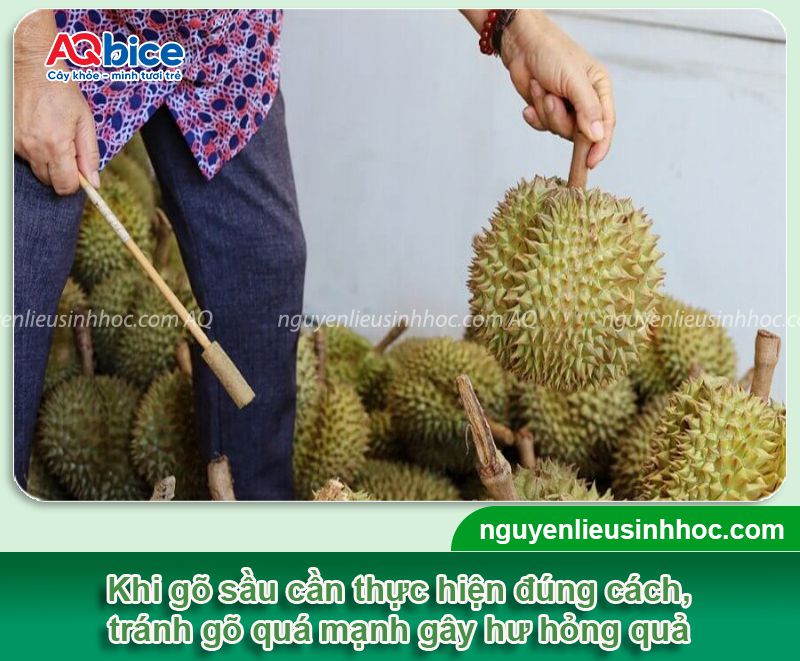 Cách gõ sầu riêng để chọn trái ngon và Những lưu ý khi gõ 3 Cách gõ sầu riêng phân biệt trái chín và lưu ý khi gõ