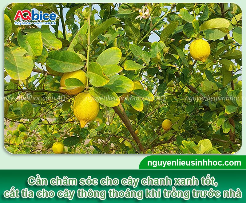Trồng cây chanh trước nhà có tốt không? Vị trí phù hợp