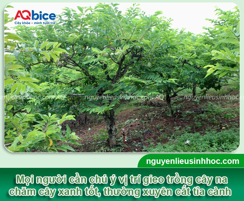 Trồng cây na trước nhà có tốt không? Ý nghĩa phong thủy 4 Trồng cây na trước nhà có tốt không? Ý nghĩa phong thủy
