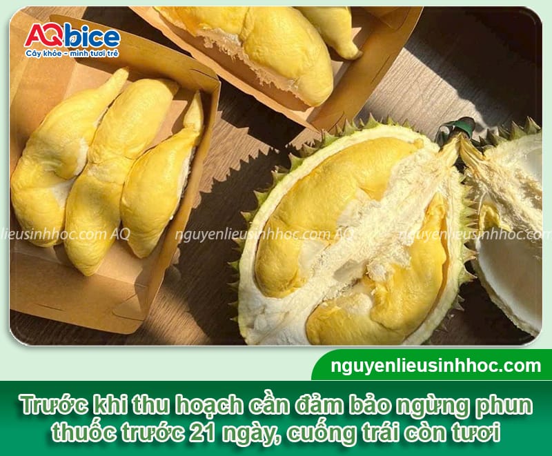 Hướng dẫn chăm sóc cây sầu riêng giai đoạn sắp thu hoạch 4 Hướng dẫn chăm sóc cây sầu riêng giai đoạn sắp thu hoạch