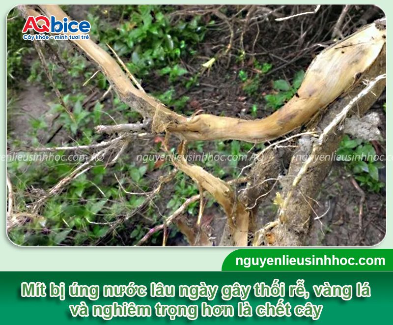 Mít bị úng nước gây vàng lá, thối rễ và Cách xử lý dứt điểm 2 Mít bị úng nước gây thối rễ vàng lá do mưa lớn và cách xử lý