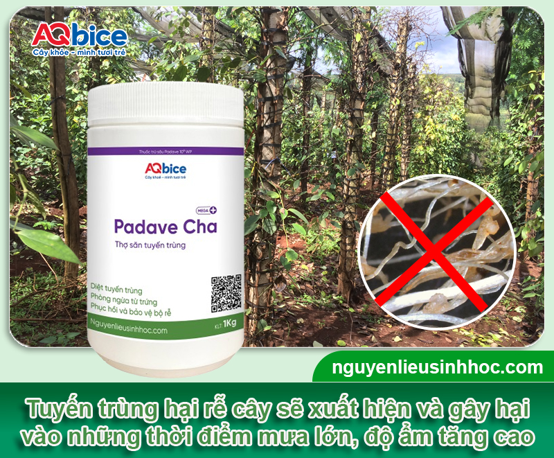 Chăm sóc cây trồng vào mùa mưa để hạn chế thối rễ 6 Biện pháp chăm sóc cây trồng vào mùa mưa 2025