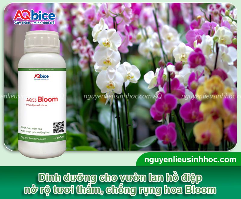 Lan hồ điệp bị héo hoa: Nguyên nhân, cách phục hồi hiệu quả