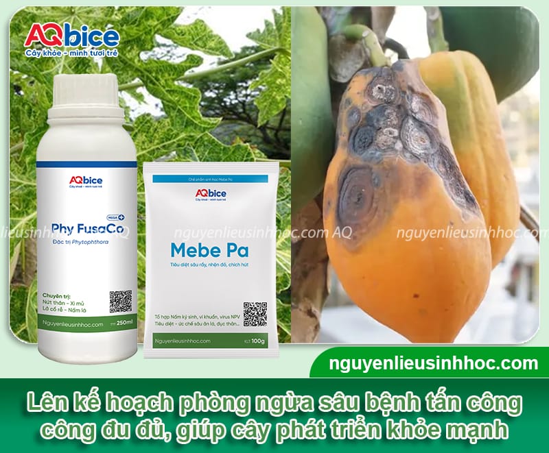 Hưỡng dẫn cách chiết cây đu đủ tỷ lệ sống cao, phát triển tốt