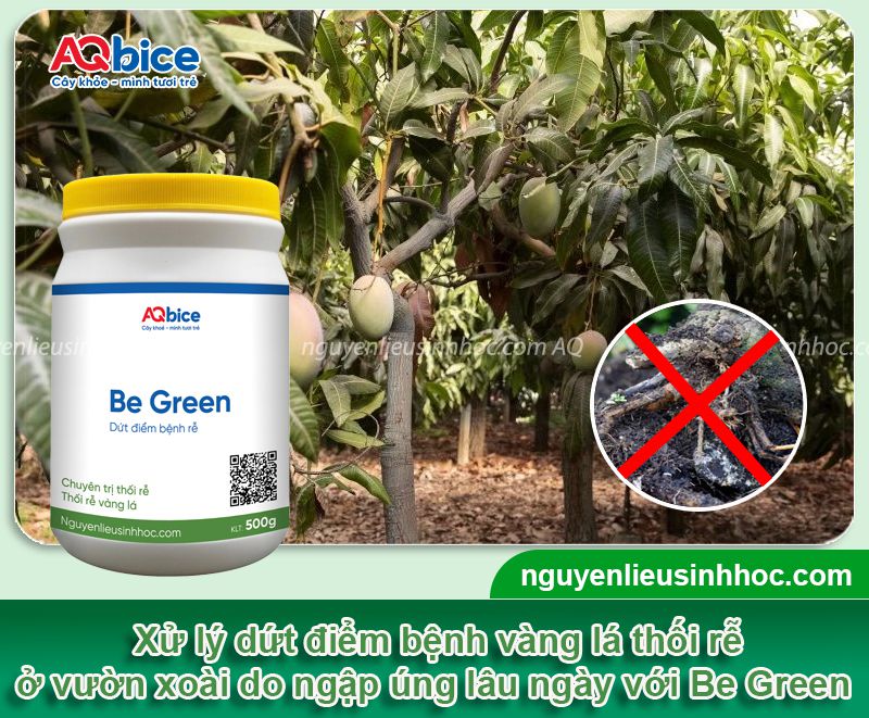 Khắc phục xoài bị úng nước thối rễ ở giai đoạn mùa mưa