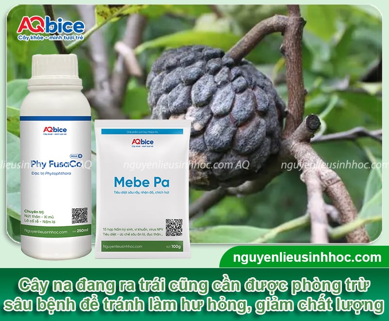 Cách chăm sóc cây na cho ra quả đồng đều, đạt tiêu chuẩn cao 6 Cách chăm sóc cây na cho ra quả đồng đều, đạt tiêu chuẩn cao