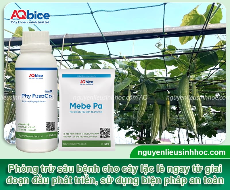 Cách trồng cây lặc lè xanh tốt quanh năm, đạt năng suất cao 6 Cách trồng cây lặc lè xanh tốt quanh năm, đạt năng suất cao