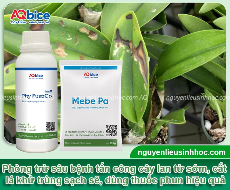 Cách chăm sóc hoa lan treo đúng kỹ thuật, hoa bền màu nở đều 6 Cách chăm sóc hoa lan treo đúng kỹ thuật, hoa bền màu nở đều