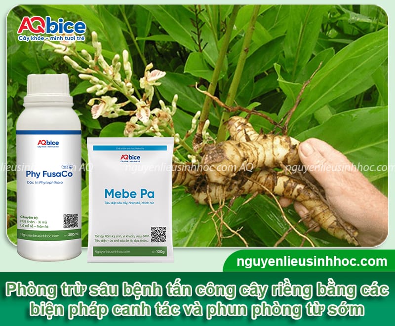 Hướng dẫn cách trồng củ riềng to đều, thu hoạch nhanh 5 Hướng dẫn cách trồng củ riềng to đều, đạt năng suất cao