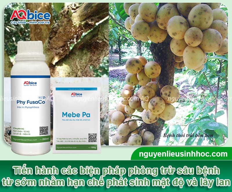 Hướng dẫn cách trồng cây bòn bon nhanh ra quả, ít sâu bệnh 6 Hướng dẫn cách trồng cây bòn bon nhanh ra quả, ít sâu bệnh