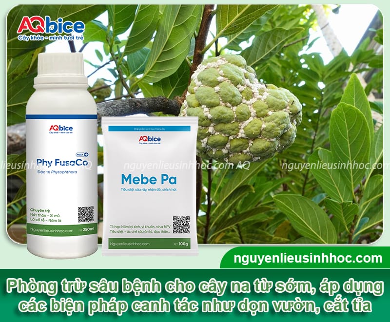 Cách trồng cây na tại nhà cho quả ngọt, sai trĩu cành 7 Cách trồng cây na đơn giản tại nhà cho quả ngọt sai trĩu cành