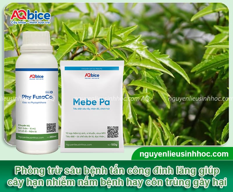Hướng dẫn cách trồng cây đinh lăng lá xanh tốt, ít sâu bệnh 6 Hướng dẫn cách trồng cây đinh lăng phát triển, ít sâu bệnh
