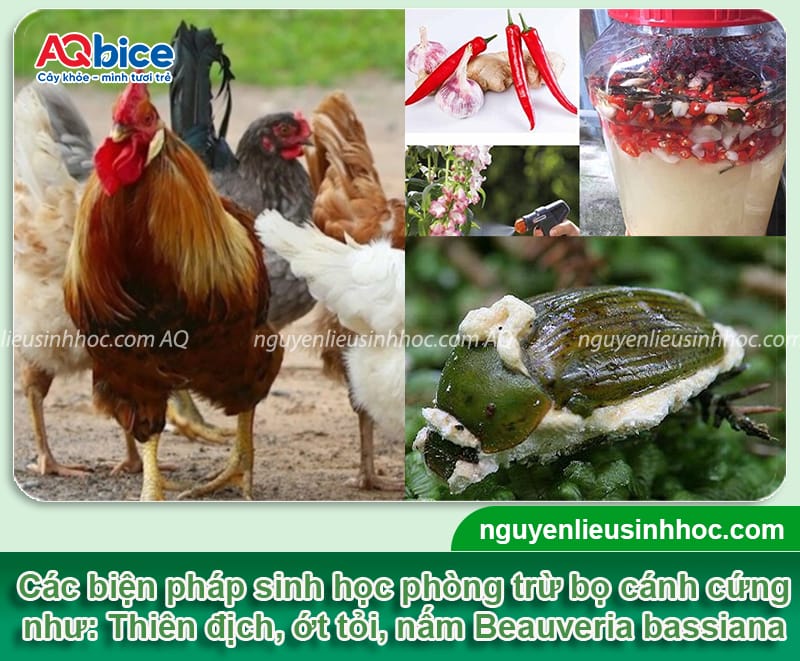 Các cách bắt bọ cánh cứng đơn giản, hiệu quả nhanh 5 Các cách bắt bọ cánh cứng an toàn và giảm bớt mật độ lây lan