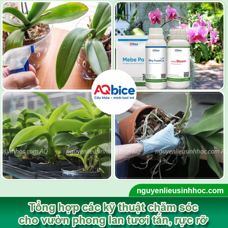 Hoa lan có ưa nắng không? Cách chăm sóc để hoa nở rực rỡ 5 Hoa lan có ưa nắng không? Chăm sóc hoa lan nở rộ quanh năm