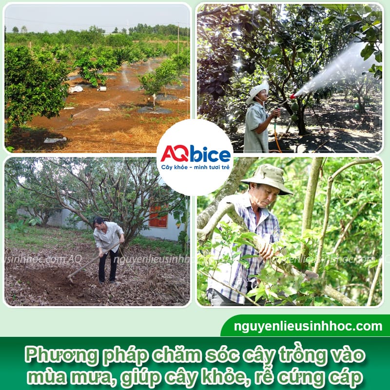 Biện pháp chăm sóc cây trồng vào mùa mưa 2025 3 Biện pháp chăm sóc cây trồng vào mùa mưa 2025