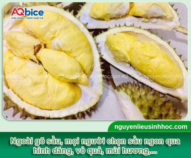 Cách gõ sầu riêng để chọn trái ngon và Những lưu ý khi gõ 4 Cách gõ sầu riêng phân biệt trái chín và lưu ý khi gõ