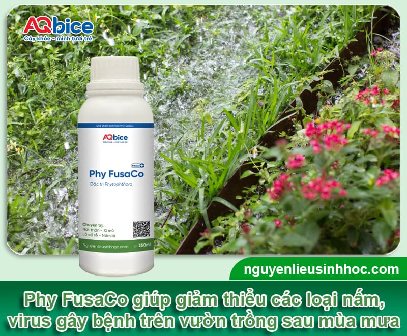 Biện pháp chăm sóc cây trồng vào mùa mưa 2025 5 Biện pháp chăm sóc cây trồng vào mùa mưa 2025