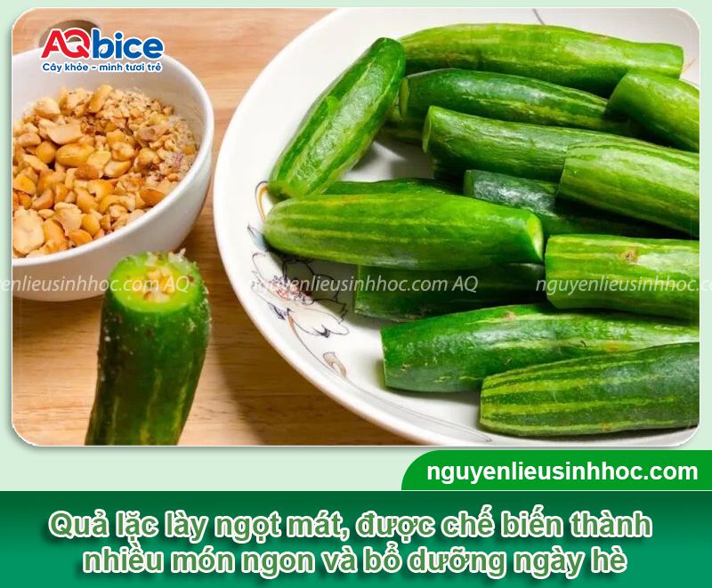 Thời vụ trồng lặc lày ở miền Bắc? Khi nào thu hoạch? 2 Thời vụ trồng lặc lày ở miền Bắc? Khi nào thu hoạch?
