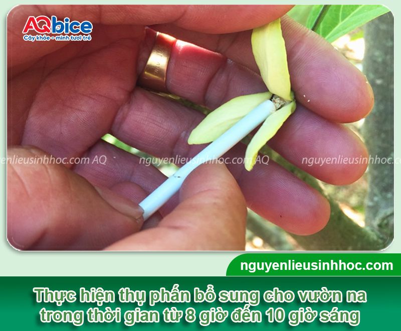 Cách thụ phấn cho na đúng kỹ thuật, trái sai trĩu, đẹp tròn 4 Cách thụ phấn cho na đúng kỹ thuật cho trái tròn đẹp sai trĩu
