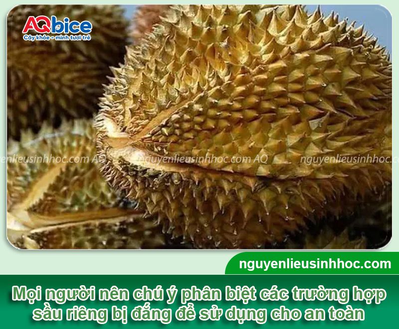 Sầu riêng bị đắng do đâu? Bỏ túi mẹo chọn sầu ngon nhất 5 Sầu riêng bị đắng do đâu? Bỏ túi mẹo chọn sầu ngon nhất