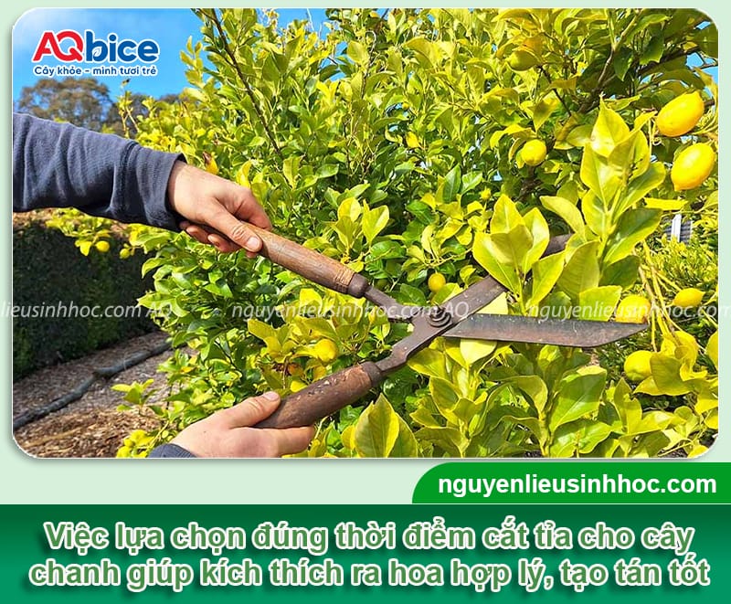 Khi nào là thời điểm cắt tỉa cây chanh tốt nhất để cây khỏe 2 Thời điểm cắt tỉa cây chanh phù hợp và cách tỉa đúng cách