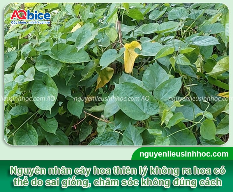 Trồng hoa thiên lý bao lâu thì ra hoa: Mẹo chăm hoa ra nhiều 3 Trồng hoa thiên lý bao lâu thì ra hoa? Cách chăm hoa ra đều