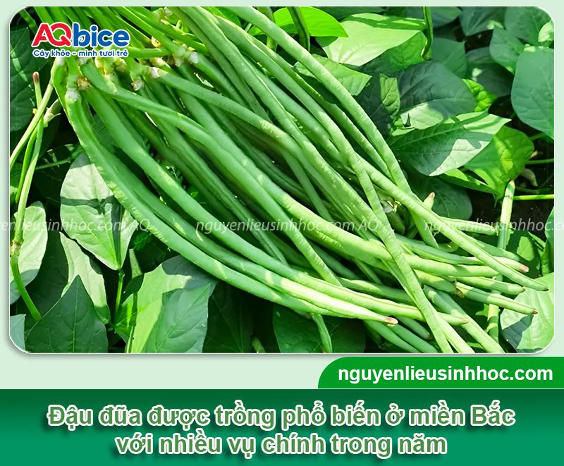 Thời vụ trồng đậu đũa ở miền Bắc và chăm sóc năng suất cao