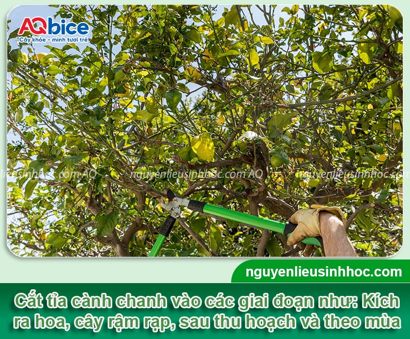 Khi nào là thời điểm cắt tỉa cây chanh tốt nhất để cây khỏe 3 Thời điểm cắt tỉa cây chanh phù hợp và cách tỉa đúng cách