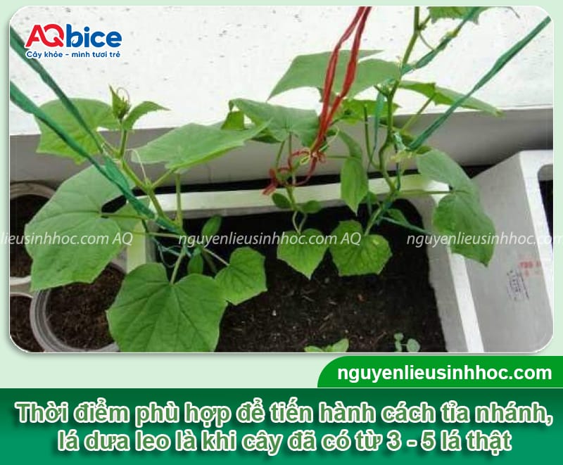 Hướng dẫn cách tỉa dưa leo đúng kỹ thuật, giúp trái ra nhiều 2 Hướng dẫn cách tỉa dưa leo đúng kỹ thuật, giúp trái ra nhiều