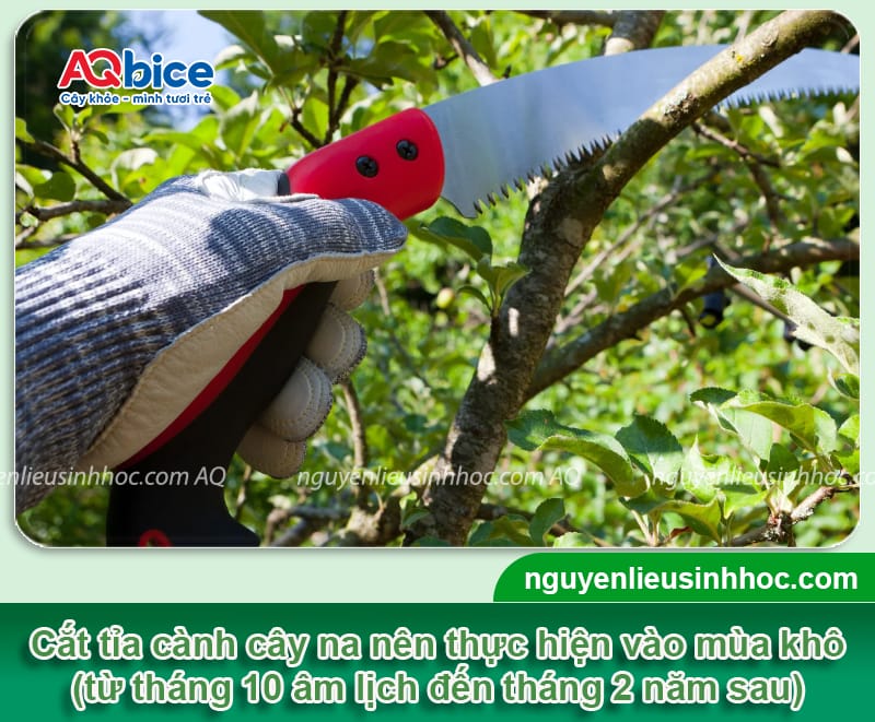 Cách cắt tỉa cành na: Bí quyết cho vụ mùa được bội thu 2 Cách cắt tỉa cành na: Bí quyết cho vụ mùa được bội thu