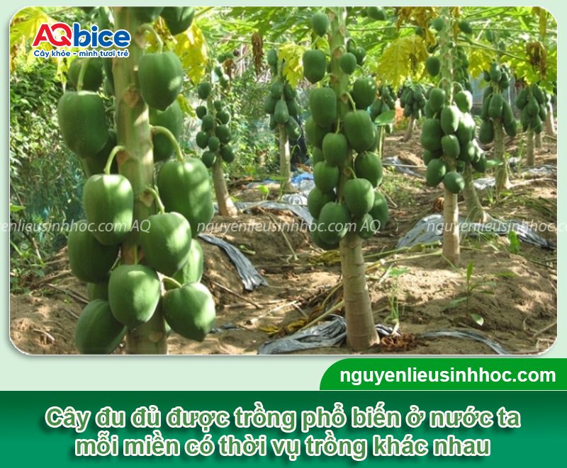Đu đủ trồng mấy tháng có trái? Cách dưỡng cây sai trĩu quả 3 Đu đủ trồng mấy tháng có trái? Dưỡng cây sai trĩu quả