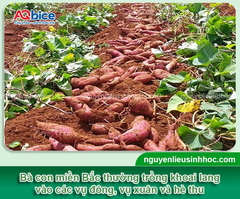 Thời vụ trồng khoai lang ở miền Bắc cho thu hoạch củ to 2 Thời vụ trồng khoai lang ở miền Bắc cho thu hoạch củ to