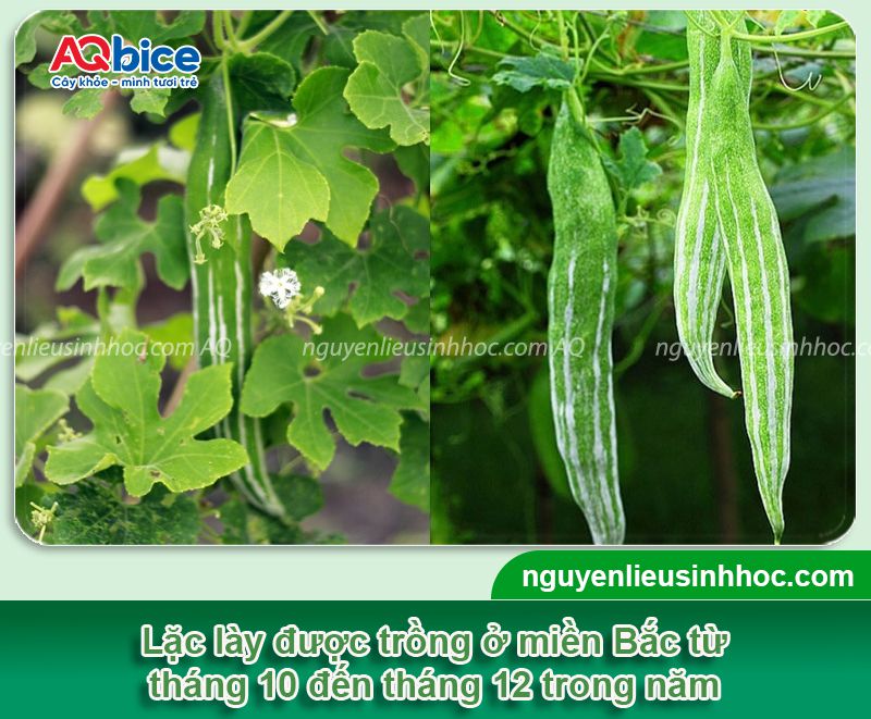 Thời vụ trồng lặc lày ở miền Bắc? Khi nào thu hoạch?