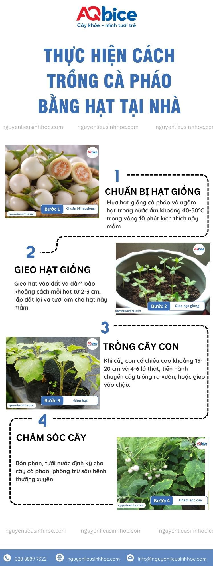 Cách trồng cà pháo bằng hạt đơn giản tại nhà nhanh cho trái