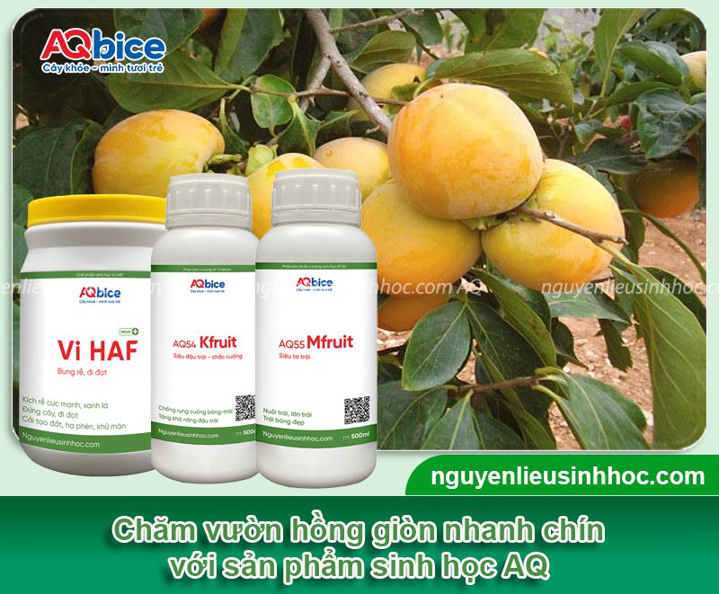 Thực hiện trồng cây hồng giòn trong chậu ngay tại nhà 4 Trồng cây hồng giòn trong chậu và chăm cây cho trái to