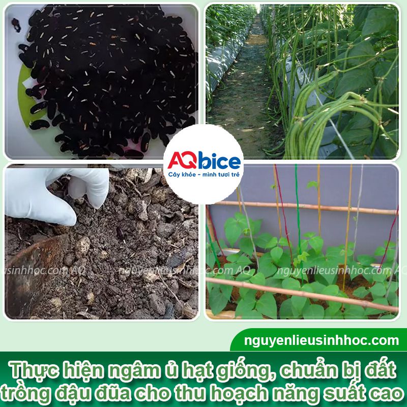 Thời vụ trồng đậu đũa ở miền Bắc để cho năng suất cao 4 Thời vụ trồng đậu đũa ở miền Bắc và chăm sóc năng suất cao