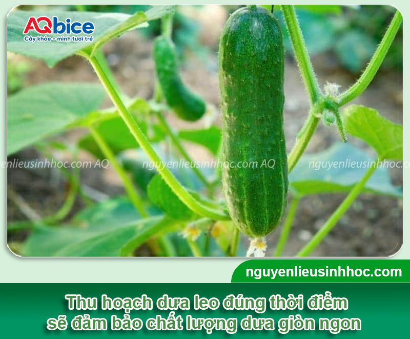 Dưa leo bao nhiêu ngày thu hoạch? Cách chăm dưa nhanh lớn 4 Dưa leo bao nhiêu ngày thu hoạch? Chăm sóc dưa nhanh lớn
