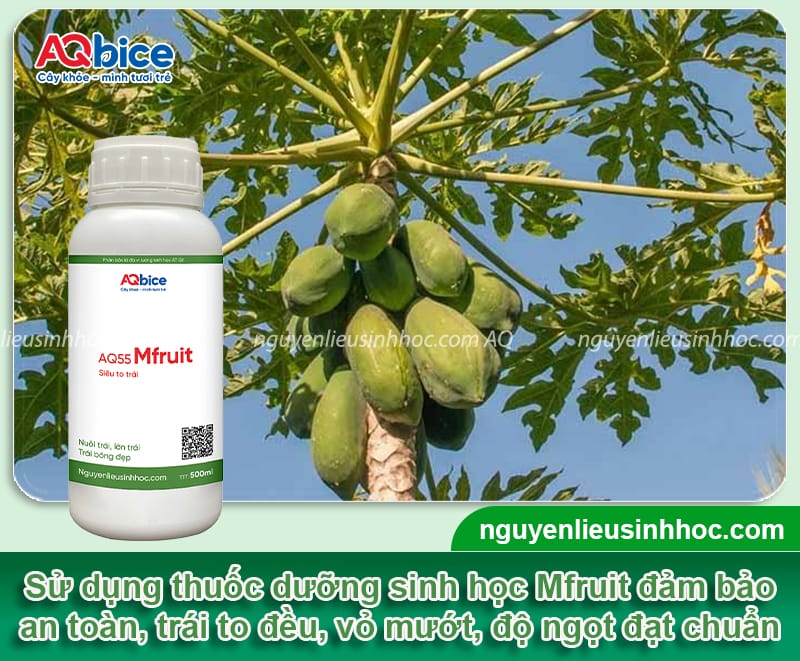 Thuốc dưỡng trái đu đủ: Giúp trái lớn nhanh, đẹp đồng đều