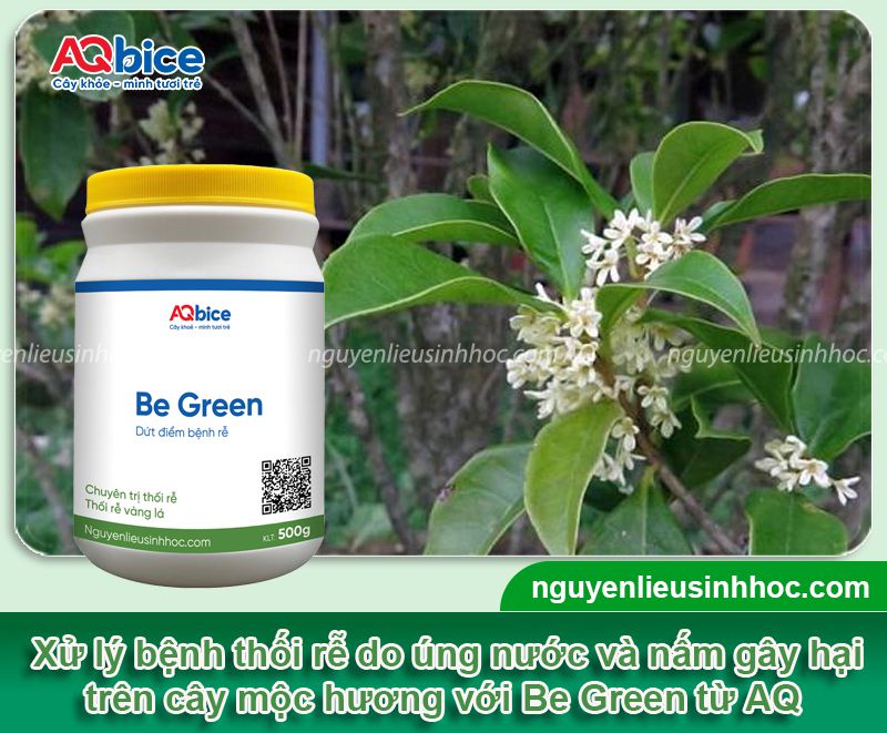 Cây mộc hương bị úng nước: Nhận biết và xử lý kịp thời 4 Cây mộc hương bị úng nước: Nhận biết và xử lý kịp thời