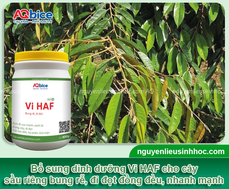 Hướng dẫn kéo đọt sầu riêng đúng kỹ thuật, hiệu quả