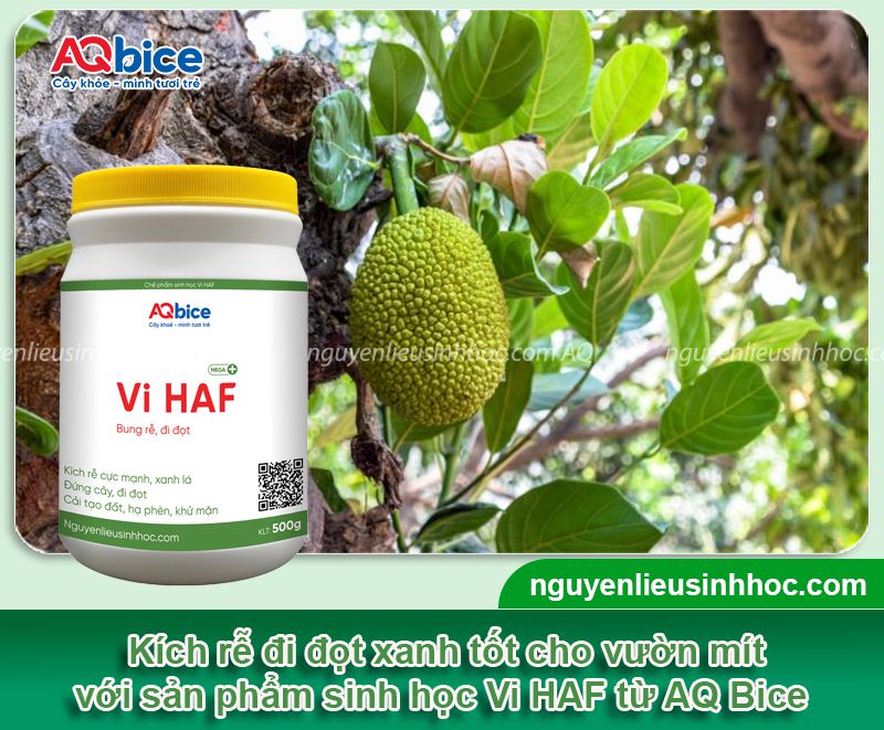 Kéo đọt mít nhanh mạnh và đồng loạt, nuôi bộ lá xanh tốt